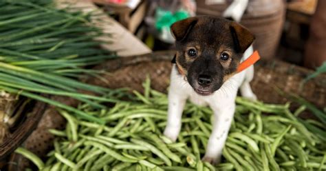 Can Dogs Eat Green Beans? | PetGuide