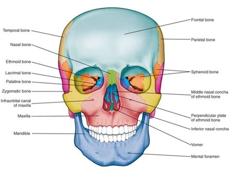 Anatomy of orofacial structures Flashcards | Quizlet