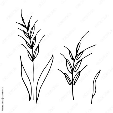 Oat plant simple linear vector icon. One line drawing wheat ears. Stock ...