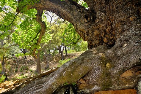 1000 Years Old Chestnut Tree Photograph by Guido Montanes Castillo