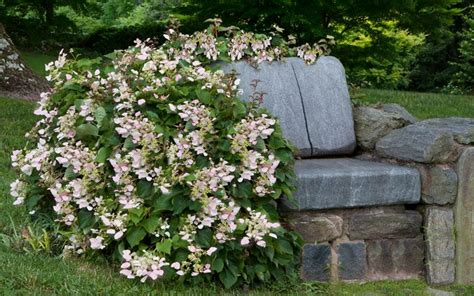 Buy 'Roseum' Pink Climbing Hydrangea | Wilson Bros Gardens