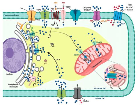 Intracellular calcium (Ca 2+ ) signaling. Different Ca 2+ transporters ...