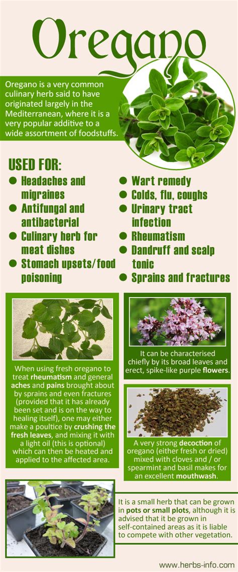 Uses And Benefits Of Oregano | How to dry oregano, Oregano, Herbs