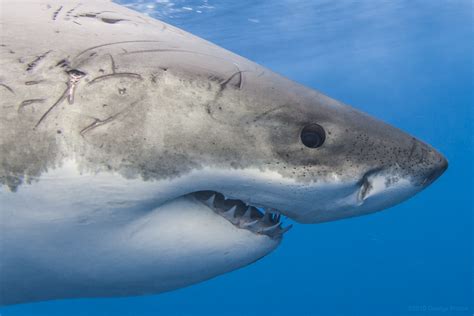 Close-up shark photos aim to break ‘Jaws’ stereotype | Flickr Blog