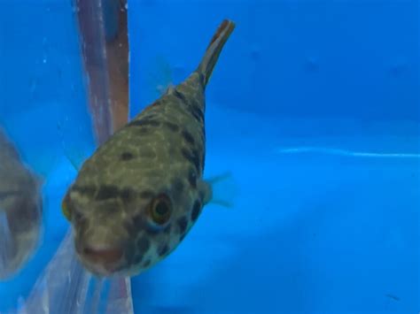 Schoutendeni puffer / Tetraodon schoutedeni – Mori Aquatics