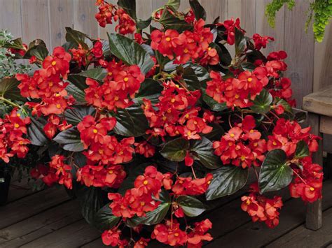 Large Leaf Begonia Plants - nanik-81