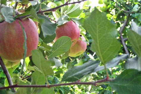 Why you should reconsider apple picking - Healthy Eaton