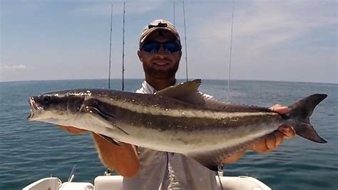 Go Pro: Crystal River Cobia Fishing - YouTube