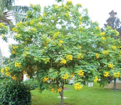 Growing Cassia Trees – Tips For Planting A Cassia Tree And Its Care ...