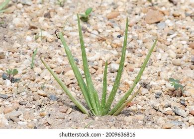 Aloe Vera Grows On Gravel Soil Stock Photo 2009636816 | Shutterstock