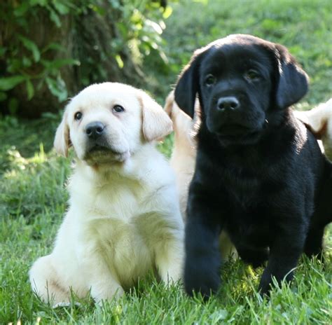 Yellow, Chocolate, & Black Labrador Retriever Puppies for Sale | Hidden ...