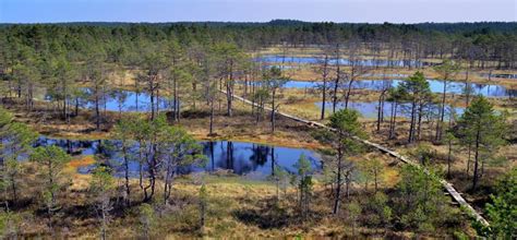 What is a bog? 4 ways to recognize a bog | Tallinn Day Trip