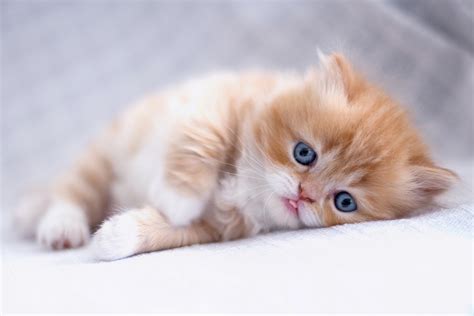 Best Cute Kitten Wallpaper No 5 of 10 - HD Wallpapers | Wallpapers ...