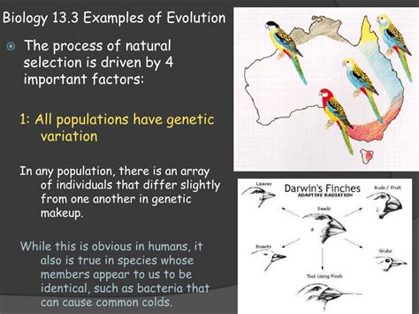 PPT - Biology 13.3 Examples of Evolution PowerPoint Presentation, free download - ID:2529447