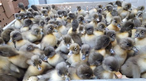 Blue Swedish Ducks : Ducklings for Sale | Cackle Hatchery®