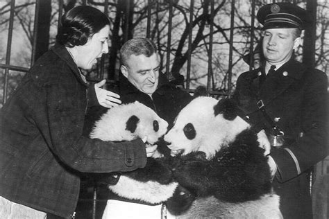 Pandas are leaving U.S. zoos. They made their American debut in Chicago ...