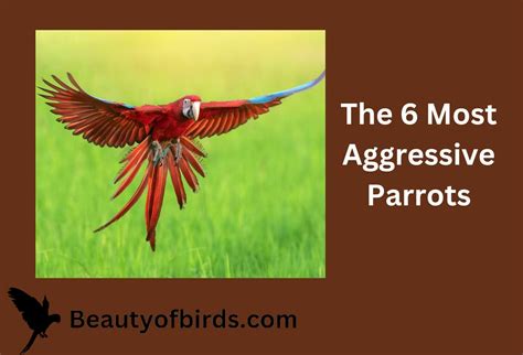 The 6 Most Aggressive Parrots