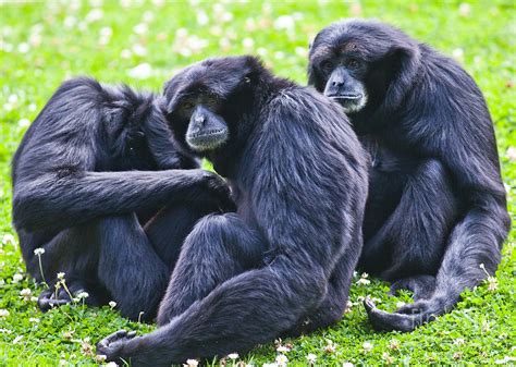 Siamang gibbon Photograph by Gabriela Insuratelu - Pixels