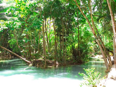 forest, Philippines, River, Jungle, Leaves, Trees HD Wallpapers ...