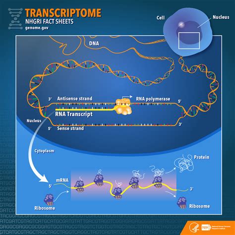 Transcriptome Fact Sheet | NHGRI