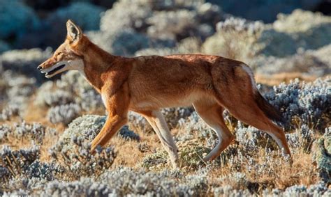 LOBO ETÍOPE: Características, Qué come, Dónde vive...