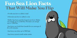 Sea Lion Facts For Kids