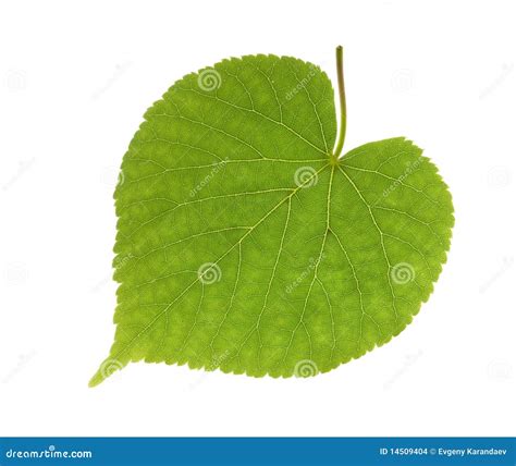 Green leaf macro stock photo. Image of bright, environment - 14509404