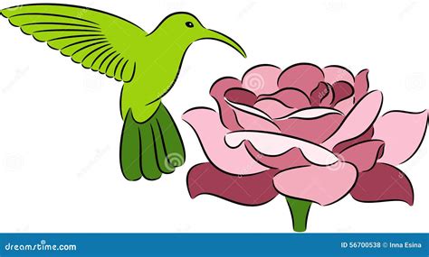 Hummingbird and rose stock vector. Illustration of spring - 56700538