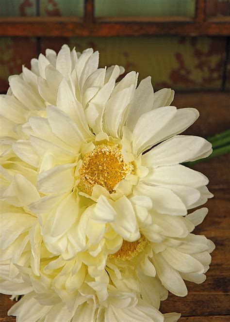 Gerbera Daisy Bouquet - White 9.5in