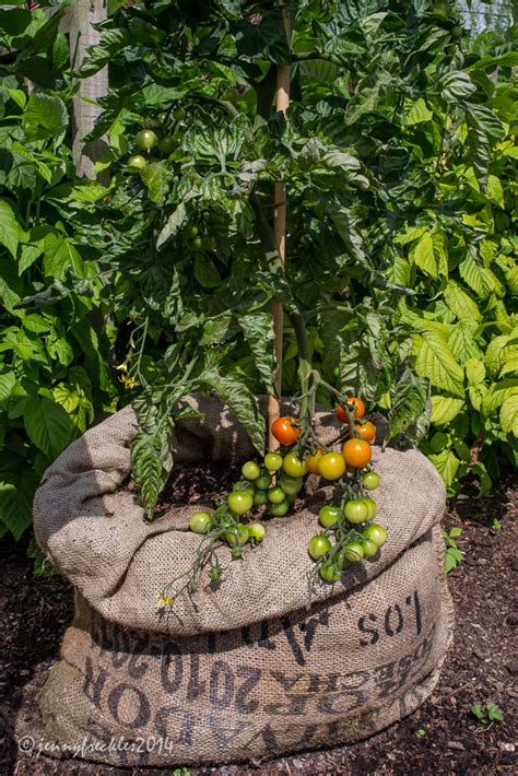 Saltaire Daily Photo: Tomtato