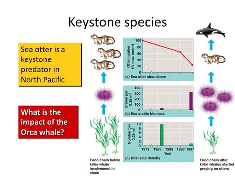 PPT - Keystone species PowerPoint Presentation, free download - ID:2358585