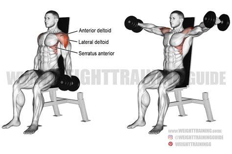 Seated dumbbell lateral raise instructions and video | WeightTraining.guide