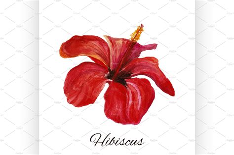 hibiscus. watercolor painting – MasterBundles