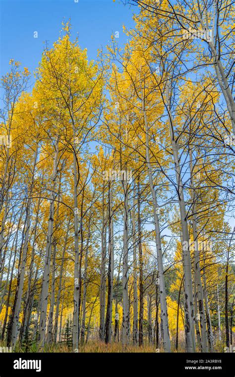 Beautiful fall colors in Golden Gate Canyon State Park, Colorado Stock ...