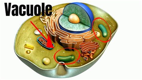 Vacuoles Function In Cells