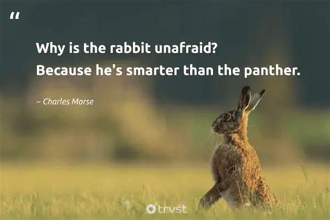 32 Rabbit Quotes Hopping With Cute Charm And Metaphors (2024)