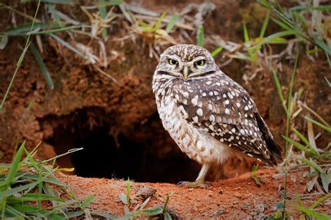 Species Spotlight: The Burrowing Owl