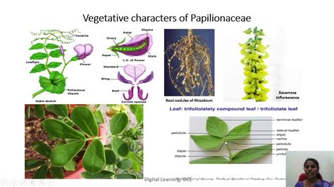 Papilionaceae - YouTube