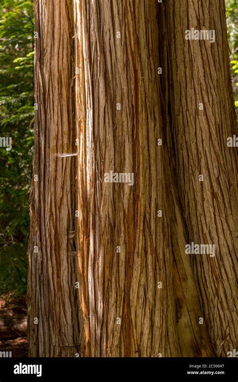 Close-up of the bark of a Western red cedar tree in the forest along ...