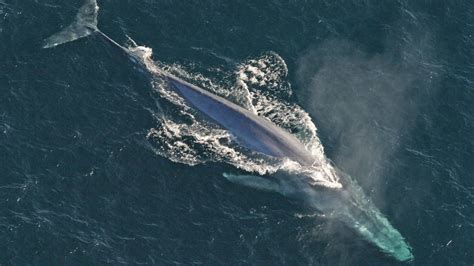 Blue Whale (U.S. National Park Service)