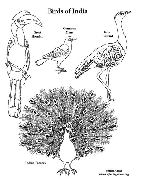 Birds of India Coloring Page