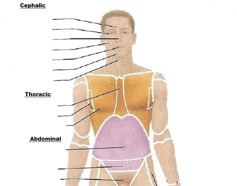 Anterior labeling - head (cephalic) Diagram | Quizlet