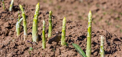 Your Top 6 Asparagus Growing Questions Answered