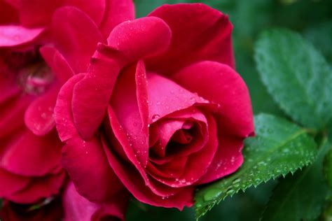 flowers, Nature, Rose Wallpapers HD / Desktop and Mobile Backgrounds