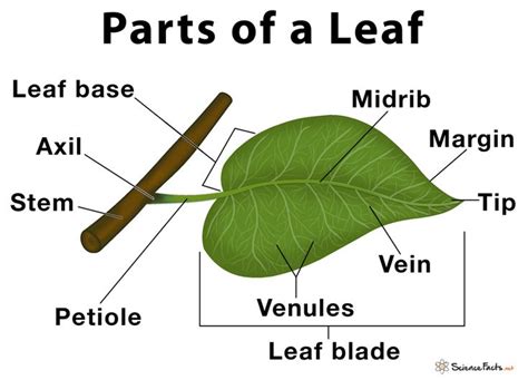 Parts of a Leaf, Their Structure and Functions With Diagram | Science notes, Leaf structure and ...