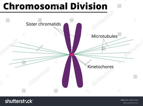 23 Kinetochore Images, Stock Photos & Vectors | Shutterstock