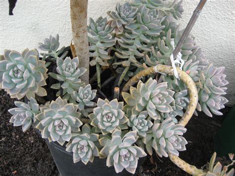 Mother of Pearl | Succulents, Plants, Ghost plant