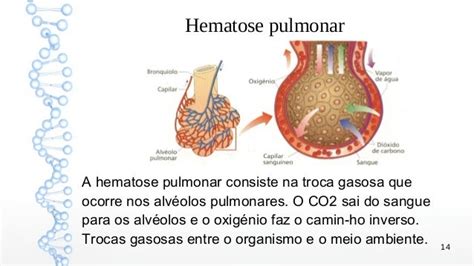 Sistema respiratório