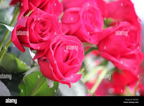 Bunch of red roses at Our Lady of Guadalupe Shrine in Des Plaines ...