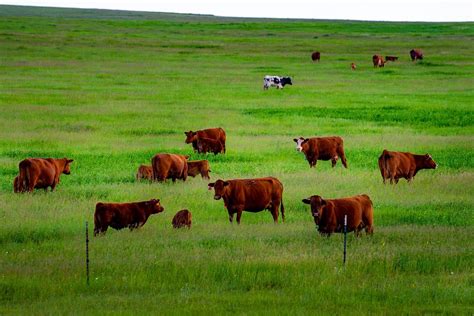 Rotational grazing is accomplished through a plan | Free Photo - rawpixel